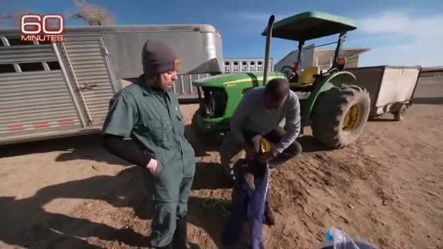 CBS: Scientists Warn Bird Flu Pandemic ‘Could Make Covid Look Like a Walk in the Park’